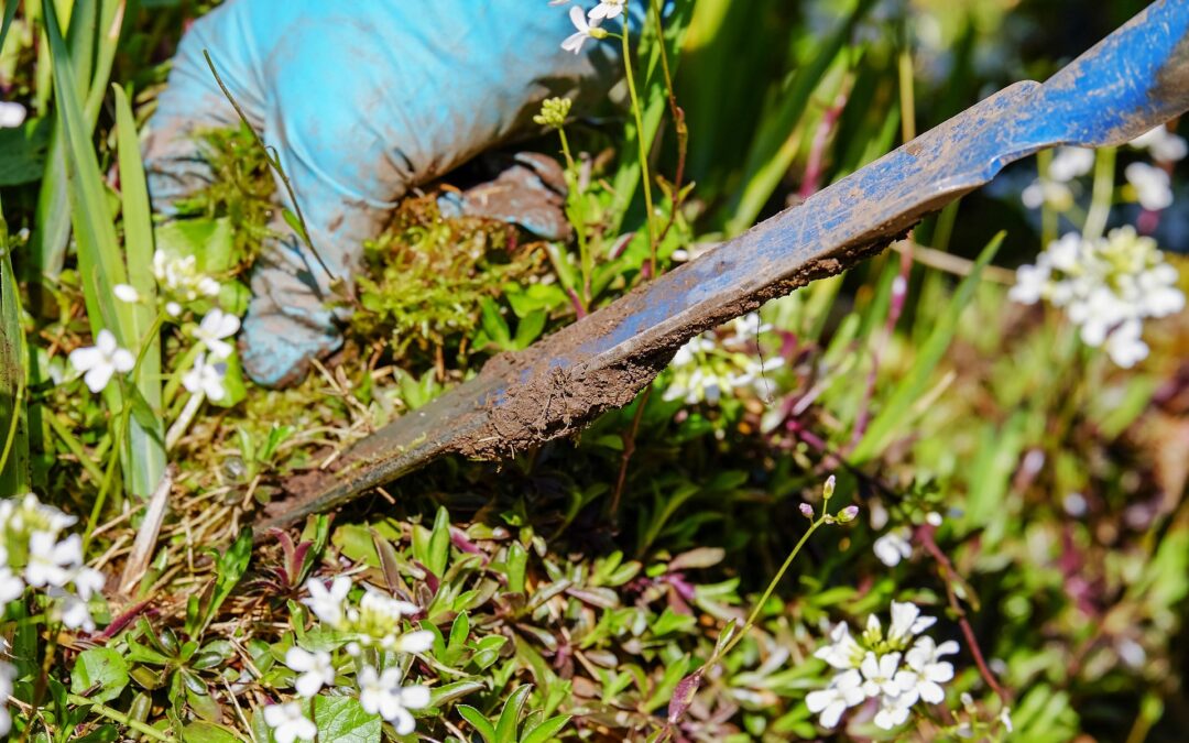 7 Tips and Techniques for Proper Weed Control