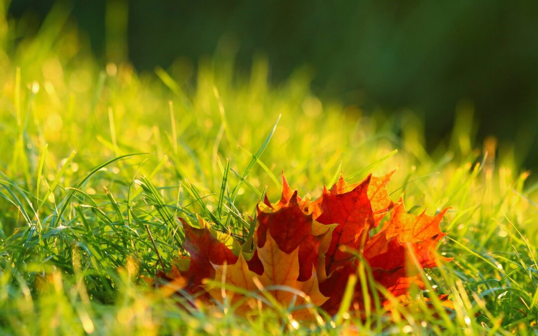 Fall Lawn Maintenance Do’s and Don’ts*